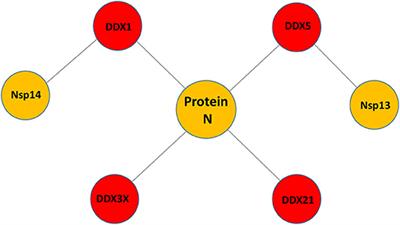 Host DDX Helicases as Possible SARS-CoV-2 Proviral Factors: A Structural Overview of Their Hijacking Through Multiple Viral Proteins